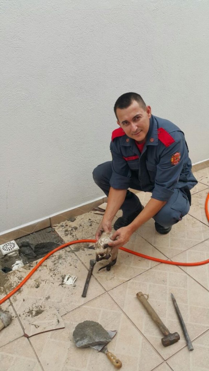 bombeiros-resgatam-filhote-de-gato-de-tubulacao-no-litoral-norte-1