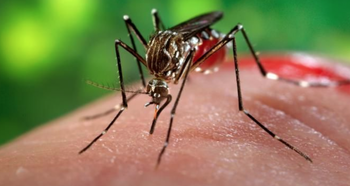 confirmado-1o-caso-de-chikungunya-contraido-em-santa-catarina-1