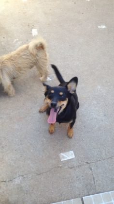 Pessoal, para adoção temos a Pretinha, de 2 anos. Porte pequeno, dócil, carinhosa e tem castração garantida. Ela não gosta de gatinhos, mas cachorros ela aceita Quem puder adotá-la pode entrar em contato com a Andresa pelo telefone (48) 99824-8502 - Foto: Divulgação/Notisul