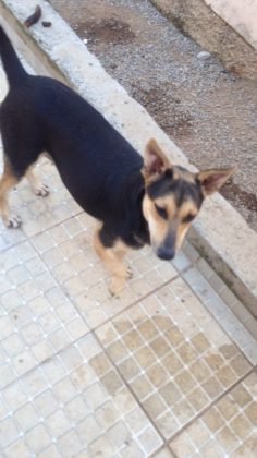 Aumigos, ainda para adoção temos outra menina, a Raposinha de apenas 2 anos.  Ela já está para adoção faz tempo e até agora ninguém a levou. É de porte pequeno, dócil, carinhosa e adora brincar com outros animais.  Tem castração garantida. Quem puder pode entrar em contato com a Adriana pelo telefone (48) 99622-6409 - Foto: Divulgação/Notisul