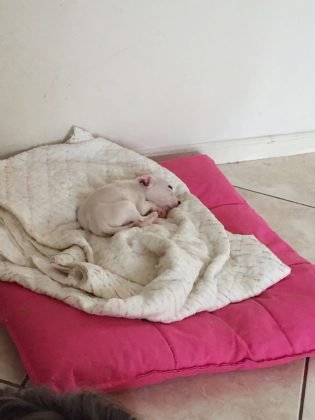 Ainda para adoção temos esta menina muito charmosa. Ela é bem filhote, tem apenas 50 dias. Será de porte pequeno e tem castração garantida. Por ser bebê dorme muito e tem bastante energia para brincar. Quem puder adotá-la pode entrar em contato com a Bruna pelo telefone (48) 99927-5860 - Foto: Divulgação/Notisul