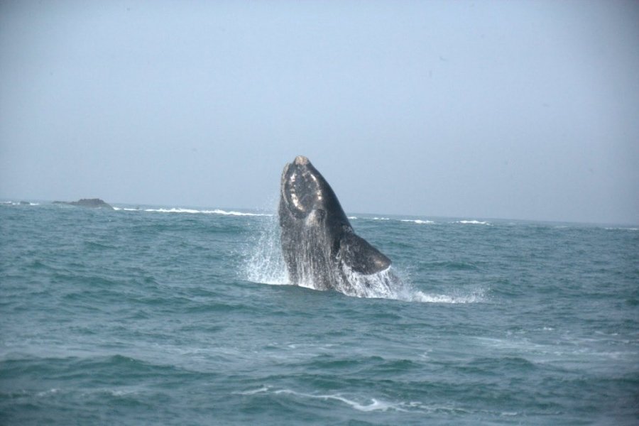 rota-da-baleia-franca-preparativos-para-a-temporada-sao-iniciados-1