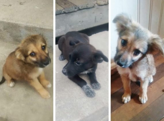 Ainda para ado&ccedil;&atilde;o temos estas fofuras, todos com tr&ecirc;s meses de vida. S&atilde;o duas meninas e um menino. Ser&atilde;o de porte pequeno/m&eacute;dio, j&aacute; desvermifugados. Como s&atilde;o filhotes s&oacute; querem brincar, mas adoram receber carinho, s&atilde;o bem d&oacute;ceis. Quem puder adotar algum destes filhotes pode entrar em contato com Evelize pelo telefone (48) 99927-5860