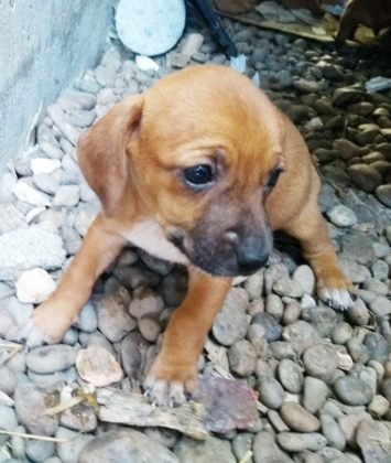 Aumigos, para ado&ccedil;&atilde;o temos esta menina linda de apenas um 1 de vida. &Eacute; de porte pequeno e tem castra&ccedil;&atilde;o garantida. &Eacute; muito d&oacute;cil e carinhosa, dorme bastante, mas tem muita energia tamb&eacute;m. Adora brincar. Quem puder adot&aacute;-la pode entrar em contato com a Andresa por meio do telefone (48) 99824-8502.