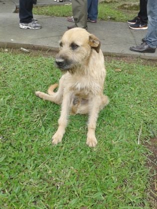 Ainda para ado&ccedil;&atilde;o temos esta outra menina linda, de 3 anos! &Eacute; de porte grande, j&aacute; est&aacute; castrada e vacinada. &Eacute; d&oacute;cil, tem bastante energia e gosta de brincar, o ideal &eacute; que o adotante tenha um p&aacute;tio para que ela possa correr. Quem puder ficar com ela pode entrar em contato com a Let&iacute;cia por meio do telefone (48) 99927-5860.