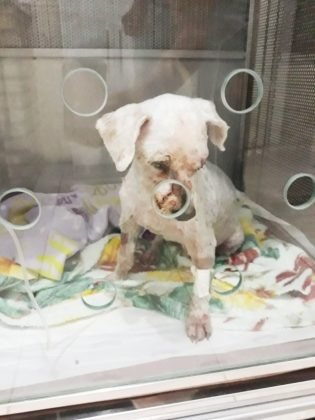 Esta menina foi encontrada na BR-101 sem for&ccedil;as. Foi resgatada e est&aacute; internada para se recuperar, pois al&eacute;m de muito debilitada estava com o olhinho muito machucado. A pessoa que a resgatou precisa de ajuda para pagar as despesas, pois passou por cirurgia e os custos s&atilde;o bem altos. Logo precisar&aacute; de um lar tempor&aacute;rio ou um adotante. Quem puder ajudar pode entrar em contato com a Laiz por meio do telefone (48) 99975-2255.