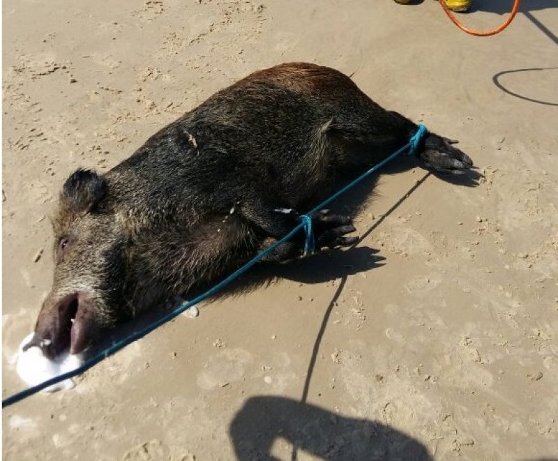 javali-ataca-banhistas-e-turistas-na-praia-em-sombrio-1