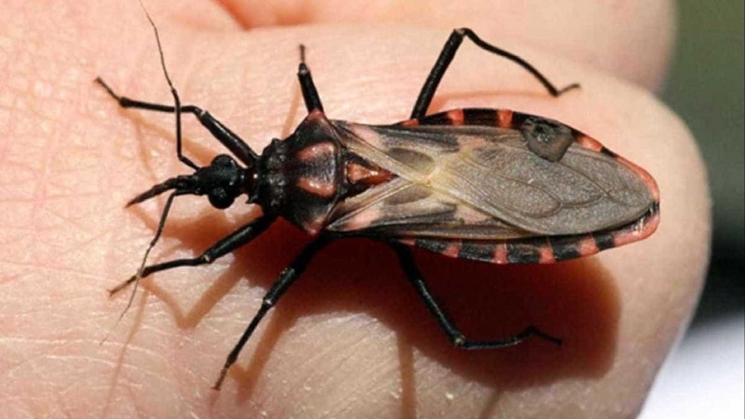 profissionais-de-saude-sabem-pouco-sobre-doenca-de-chagas-diz-estudo-1