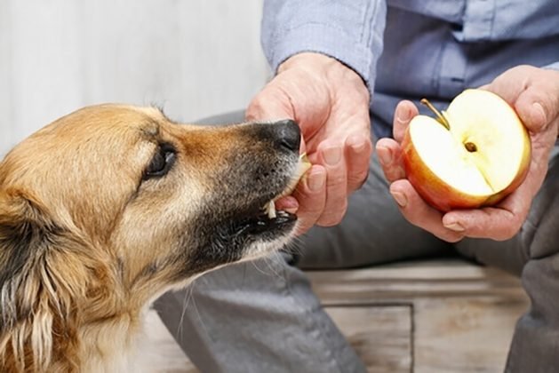 Saiba como as frutas auxiliam na sa&uacute;de dos c&atilde;es - Foto: Divulga&ccedil;&atilde;o/Notisul