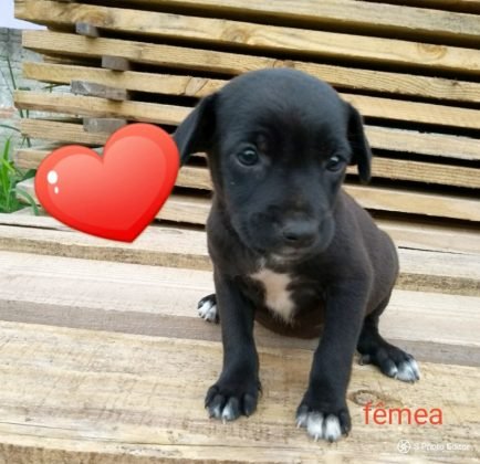 Aumigos, para ado&ccedil;&atilde;o temos esta menina linda de apenas 2 meses de vida. Tem a primeira dose da vacina e &eacute; desvermifugada. Tem castra&ccedil;&atilde;o garantida. &Eacute; d&oacute;cil e brincalhona. Quem puder adotar esta menina pode entrar em contato com Andresa pelo telefone (48) 99824-8502 - Foto: Divulga&ccedil;&atilde;o/Notisul