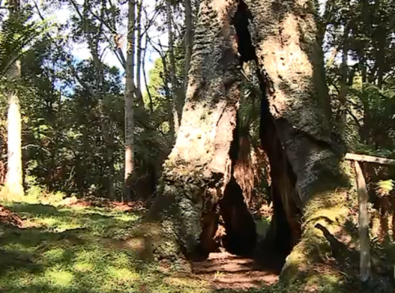 sao-joaquim-araucaria-que-pode-ter-900-anos-atrai-visitantes-na-serra-1