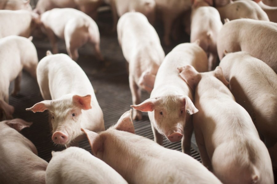 sc-amplia-mercados-e-tem-bons-resultados-com-exportacao-de-carnes-1