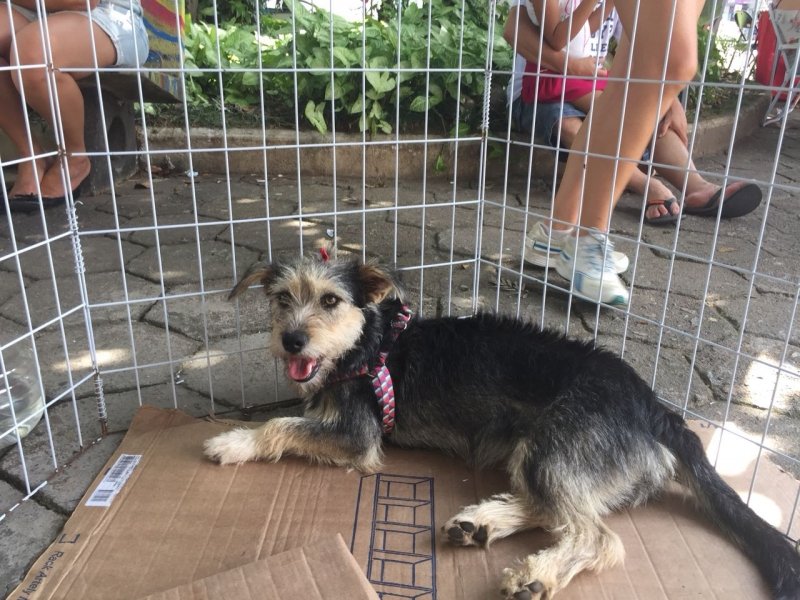 Aumigos, para adoção temos esta menina linda chamada Duda, de porte médio. Já é vacinada e castrada. Muito dócil, carinhosa e um pouco ciumenta. Quem puder adotar esta menina pode entrar em contato com a Leticia pelo telefone (48) 99927-5860.