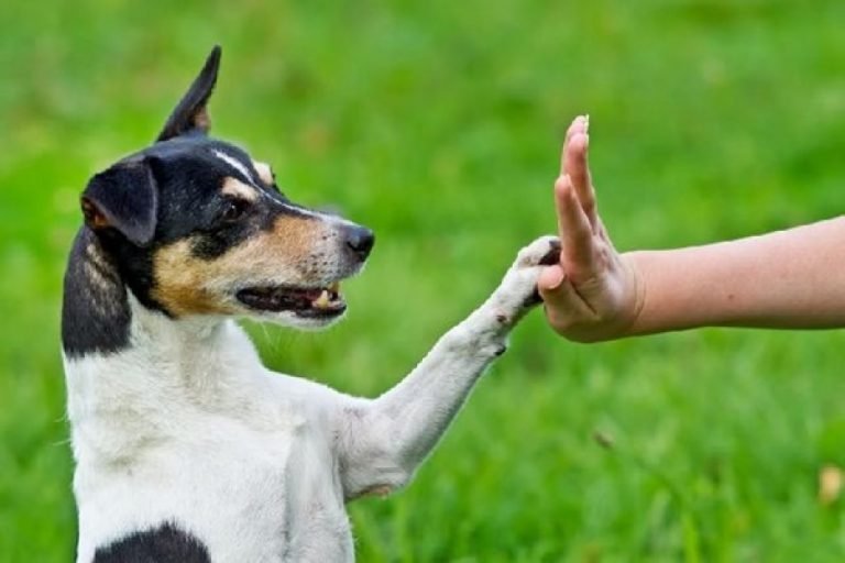 Adestradores ensinam como educar seu filhote num ambiente pequeno