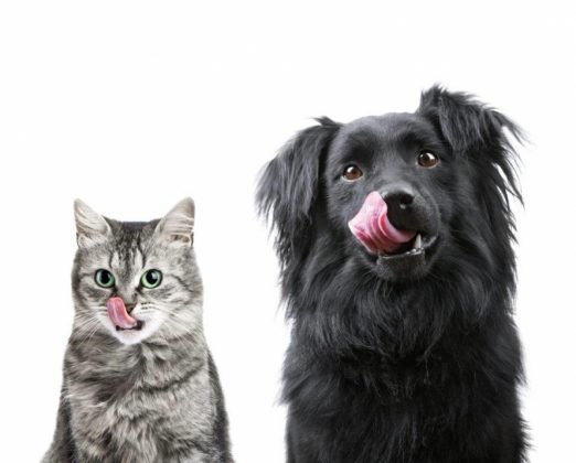 Animais de estimação sentem mais fome no inverno: mito ou verdade?