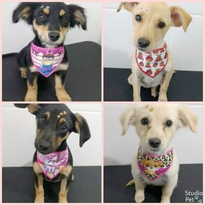 Ainda para adoção temos esta família linda, todas meninas, com três meses. Dóceis e carinhosas, mas são filhotes, precisam ser educadas.Castração garantida.  Quem puder adotar uma delas podem entrar em contato com a Andresa pelo telefone 48- 99824-8502.