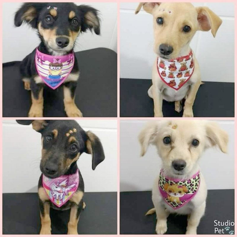 Ainda para adoção temos esta família linda, todas meninas, com três meses. Dóceis e carinhosas, mas são filhotes, precisam ser educadas.Castração garantida.  Quem puder adotar uma delas podem entrar em contato com a Andresa pelo telefone 48- 99824-8502.