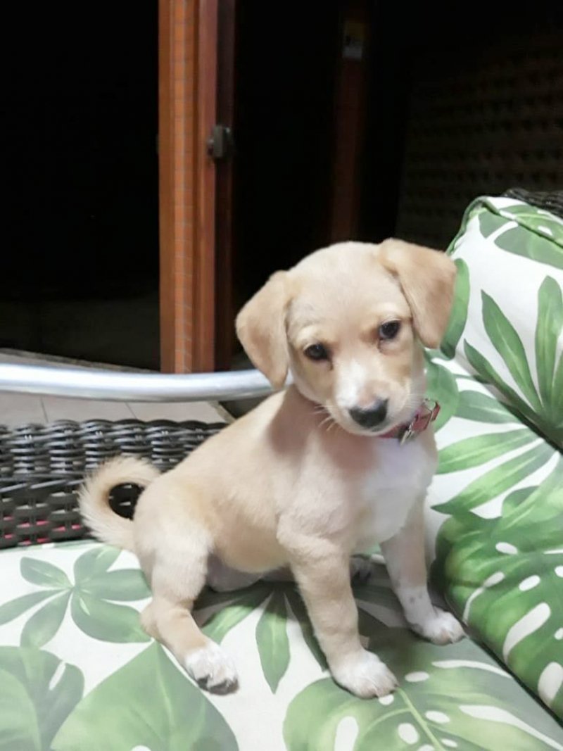 Também para adoção temos outra menina de quatro meses. Tomou a primeira dose de vacina, é de porte grande, dócil e muito brincalhona. Tem castração garantida. Quem puder adotar esta ‘garotinha’ entrar em contato com a Bruna pelo telefone 48- 99927-5860