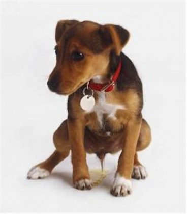 Foto: Divulga&ccedil;&atilde;o/Notisul