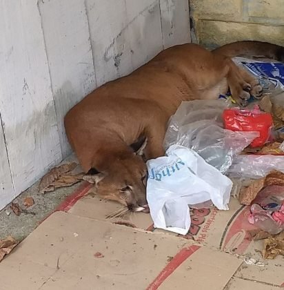 Animal foi capturado no come&ccedil;o desta ter&ccedil;a-feira, em Laguna