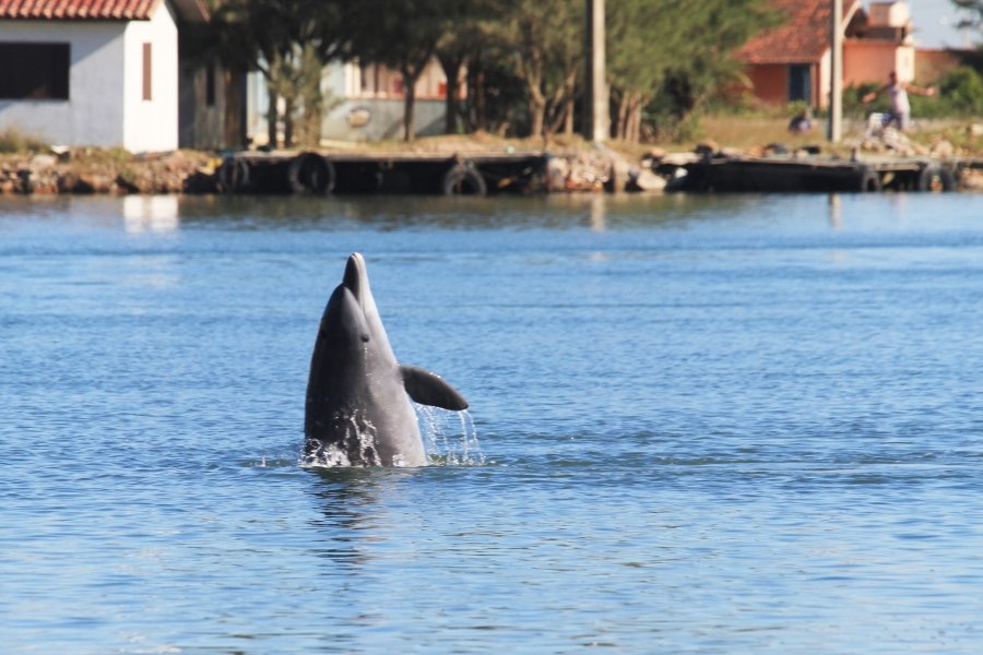 patrimonio-cultural-imaterial-pesca-com-auxilio-dos-botos-tera-certificado-0 Foto: Divulgação/Notisul