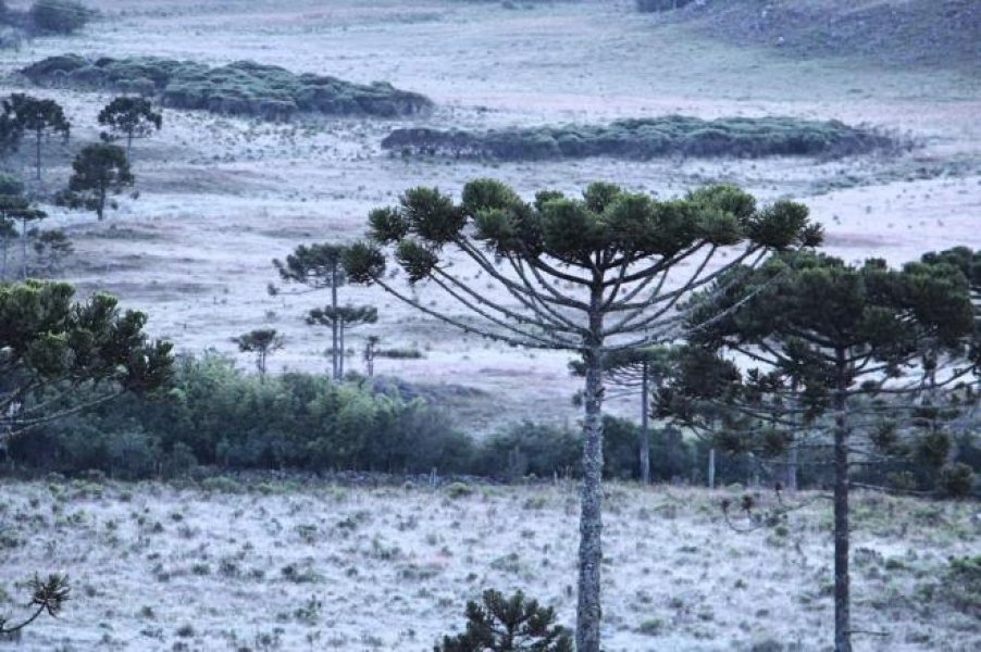 quarta-feira-tera-sol-e-poucas-nuvens-em-todo-estado-1 Geada em São Joaquim/ Arquivo ClimaTerra