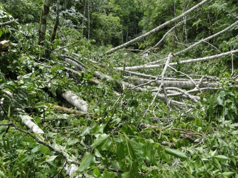 sideropolis-mulher-se-perde-em-mata-e-e-resgatada-pela-pm-1