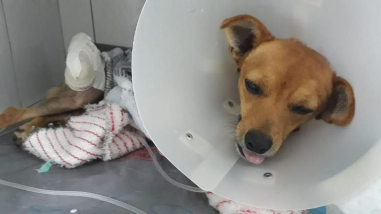 Colabore com a cirurgia da Belinha