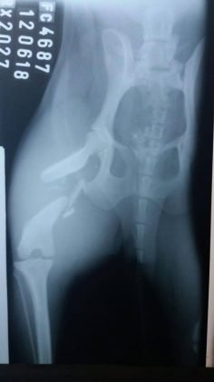 Colabore com a cirurgia da Belinha