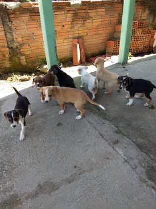 Para adoção temos esta família. são sete bebês de apenas 45 dias, sendo cinco fêmeas e dois meninos. As fêmeas tem castração garantida, serão de porte médio. São bebês, gostam de brincar e dormem bastante. Quem puder adotá-los pode entrar em contato com a Gi pelo telefone (48) 99991-8342