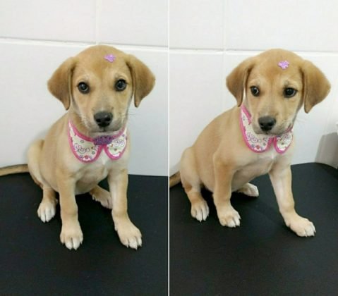 Ainda para adoção temos outra filhote, esta de 2 meses, uma menina. Tem duas doses de vacina, será de porte grande. É muito carinhosa e adora brincar com outros animais. Quem puder adotá-la pode entrar em contato com a Karol pelo telefone (48) 99830-8471