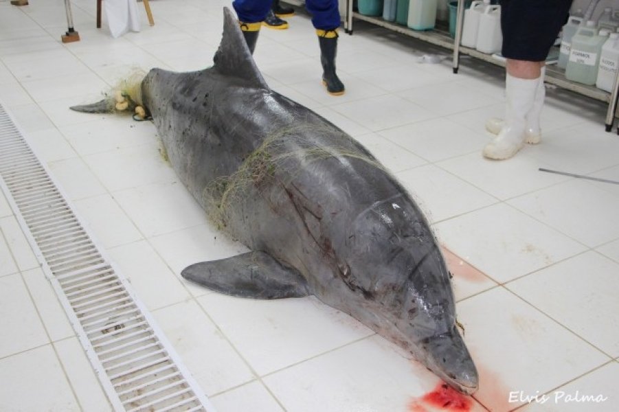 mais-um-boto-e-encontrado-sem-vida-em-laguna-1