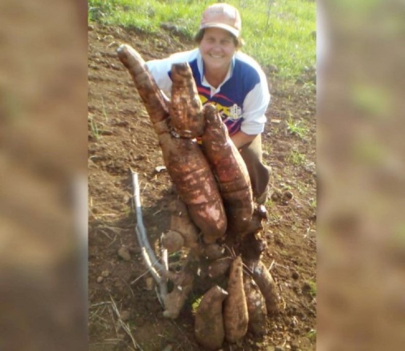 mandioca-de-20-kg-e-colhida-em-propriedade-no-interior-de-jabora-1