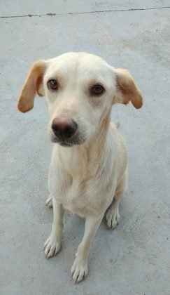 Para ado&ccedil;&atilde;o temos esta fofura chamada Pa&ccedil;oca. Porte m&eacute;dio, d&oacute;cil e carinhosa, adora outros animais. Com castra&ccedil;&atilde;o garantida. Quem puder adot&aacute;-la pode entrar em contato com a Karol pelo telefone (48) 99830-8471