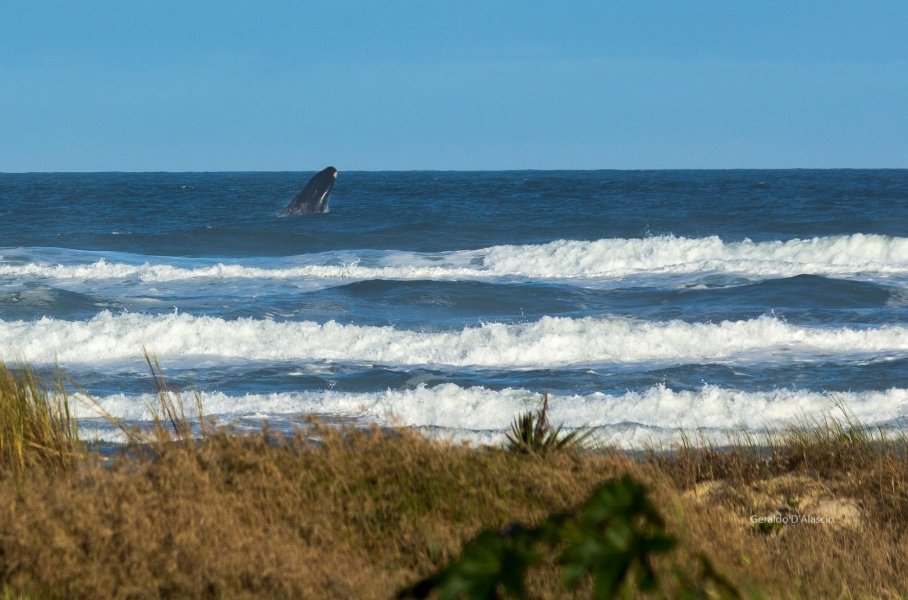 baleia-franca-e-clicada-dando-saltos-na-praia-de-jaguaruna-1