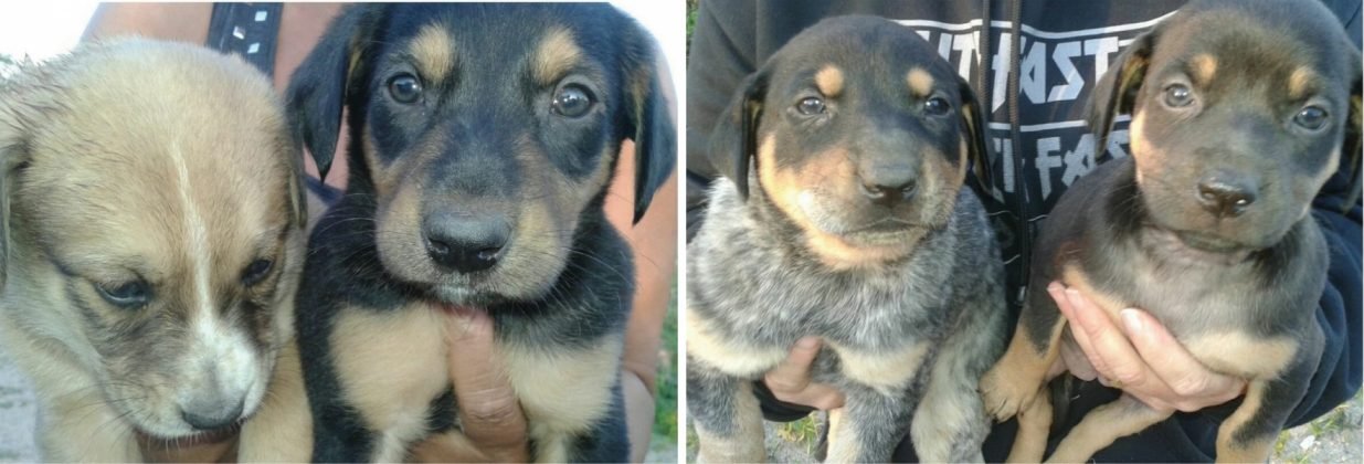 Pessoal,  para ado&ccedil;&atilde;o temos esta fam&iacute;lia linda, s&atilde;o tr&ecirc;s meninos e duas meninas, com apenas 45 dias de vida. S&atilde;o d&oacute;ceis,mas por serem filhotes precisam ser educados. Castra&ccedil;&atilde;o garantida, eles s&atilde;o de porte m&eacute;dio. Quem puder adotar algum deles entrar em contato com a Andresa pelo telefone 48-99830-8471