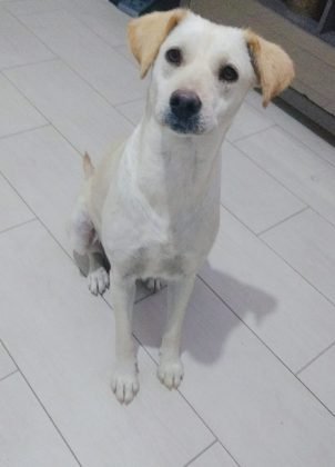 &lsquo;Aumigos&rsquo;, a Karol cuida de 17 animais, duas de porte grande. Ela precisa de ajuda com ra&ccedil;&atilde;o e doa&ccedil;&atilde;o de vacinas para os peludos. O saco de 15 quilos dura apenas uma semana e nem sempre tem doa&ccedil;&otilde;es. Se cada um ajudar um pouquinho podemos mudar a realidade destes seres indefesos. Vamos ajudar? Quem puder fazer alguma doa&ccedil;&atilde;o entrar em contato com a Karol pelo telefone 48-99830-8471