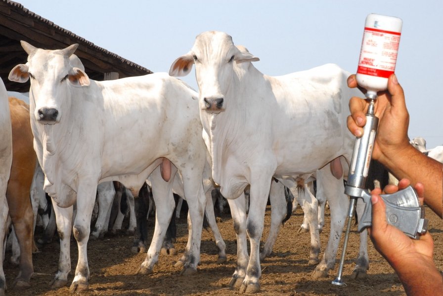 estado-de-alerta-casos-de-raiva-bovina-sao-registrados-em-garopaba-0 Foto: Divulgação/Notisul