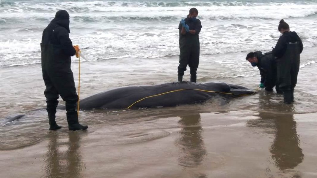 filhote-de-baleia-franca-e-encontrado-morto-na-barra-de-ibiraquera-1