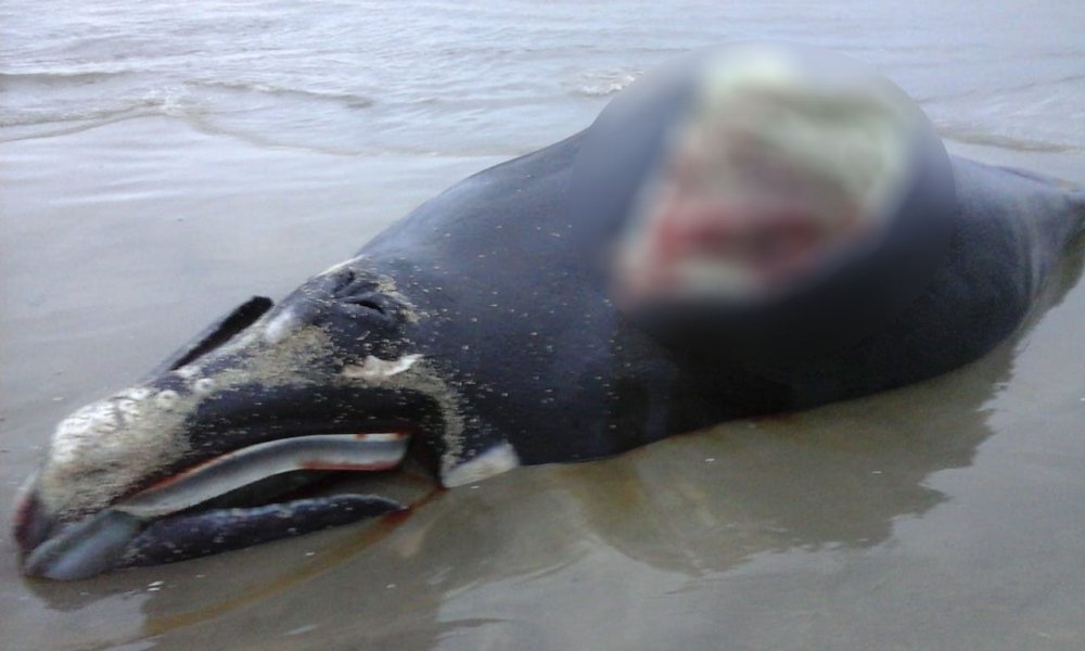 filhote-de-baleia-franca-e-encontrado-morto-na-praia-do-gi-em-laguna-1