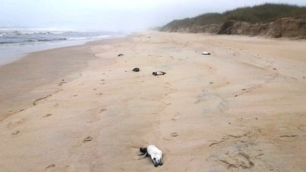 litoral-sul-115-animais-marinhos-sao-encontrado-mortos-entre-laguna-e-imbituba-1