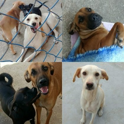 Pessoal a Karol cuida de 17 animais, duas de porte grande. Ela precisa de ajuda com ra&ccedil;&atilde;o e doa&ccedil;&atilde;o de vacinas para os peludos. Um saco de 15 quilos dura apenas uma semana e nem sempre tem doa&ccedil;&otilde;es. Se cada um doar um pouquinho podemos mudar a realidade destes seres indefesos. Vamos ajudar? Quem puder fazer alguma doa&ccedil;&atilde;o pode entrar em contato com a Karol pelo telefone 48-99830-8471