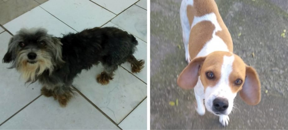 Para ado&ccedil;&atilde;o temos estas duas meninas lindas. A pretinha tem cinco anos, porte m&eacute;dio, muito carinhosa e meiga. A mix Beagle tem um ano, tamb&eacute;m de porte m&eacute;dio, &eacute; d&oacute;cil e adora carinho. Ambas com castra&ccedil;&atilde;o garantida. Quem puder adotar estas meninas entrar em contato com a Andresa pelo telefone 48-99830-8471