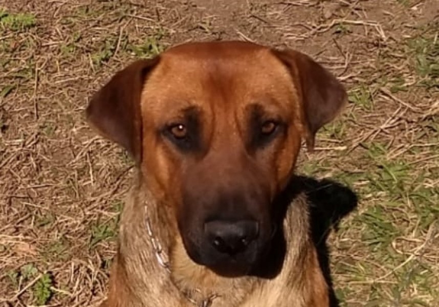 Pessoal, para adoção temos o Vermelho, de 2 anos de vida e porte grande. É castrado, calmo e adora brincar. Quem puder adotá-lo pode contata r a Gi no telefone (48) 99991-8342