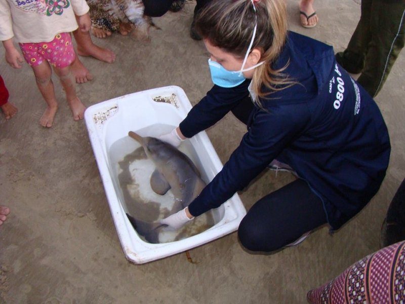 especie-ameacada-de-extincao-no-brasil-e-resgatada-no-balneario-esplanada-1