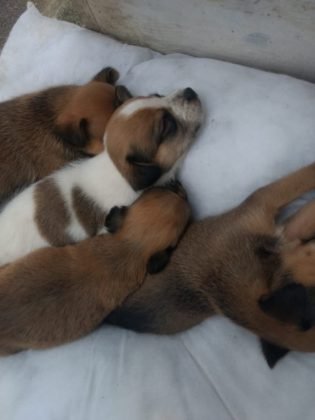 Aumigos para ado&ccedil;&atilde;o temos estes filhotes de apenas trinta dias de vida. J&aacute; comem ra&ccedil;&atilde;o, porte pequeno. D&oacute;ceis e am&aacute;veis. Como s&atilde;o beb&ecirc;s precisam ser educados. Quem puder adotar entrar em contato com a Gi pelo telefone 48-99991-8342