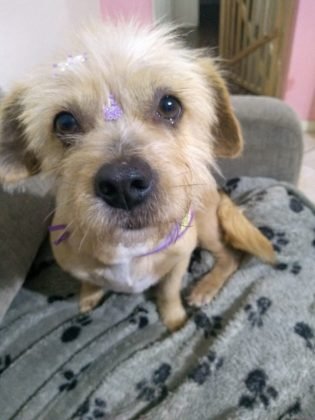 Ainda para ado&ccedil;&atilde;o temos esta menina linda chamada Mag de apenas dois anos. Porte m&eacute;dio, castrada e vacinada. N&atilde;o se relaciona bem com outras f&ecirc;meas. &Eacute; d&oacute;cil e carinhosa com humanos.  Quem puder adotar entrar em contato com a Let&iacute;cia pelo telefone 48-99926-9466