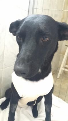 Tamb&eacute;m para ado&ccedil;&atilde;o temos outra menina linda de dois anos. Castrada, porte m&eacute;dio, ser&aacute; doada vacinada. &Eacute; calma, d&oacute;cil e muito querida. Quem puder adotar entrar em contato com a Evelize pelo telefone 48-99828-0044