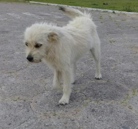 Aumigos, para ado&ccedil;&atilde;o temos a Baby, esta menina linda de dois anos. Porte pequeno, castrada e vacinada. D&oacute;cil e muito carinhosa, adora carinho. Quem puder adotar entrar em contato com a Maristela pelo telefone 48-99688-4408