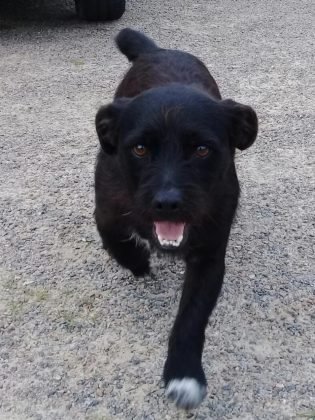 Ainda para ado&ccedil;&atilde;o temos este menino chamado Luiz. Tamb&eacute;m castrado e vacinado, porte pequeno. Super d&oacute;cil e brincalh&atilde;o. Quem puder adotar entrar em contato com a Maristela pelo telefone 48-99688-4408